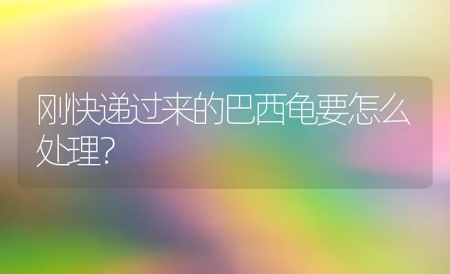 刚快递过来的巴西龟要怎么处理？ | 动物养殖问答