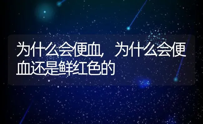 为什么会便血,为什么会便血还是鲜红色的 | 宠物百科知识