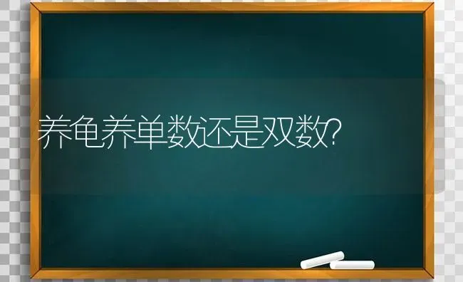 养龟养单数还是双数？ | 动物养殖问答