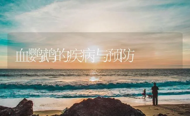 血鹦鹉的疾病与预防 | 海水养殖技术