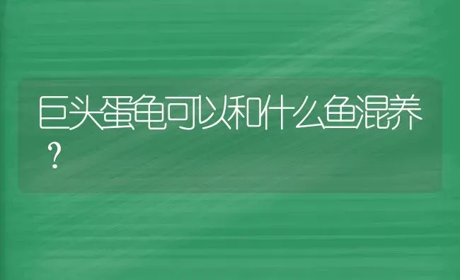 巨头蛋龟可以和什么鱼混养？ | 动物养殖问答