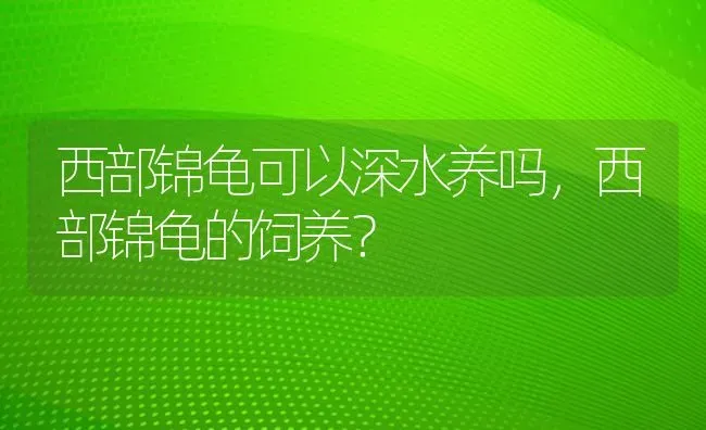 西部锦龟可以深水养吗，西部锦龟的饲养？ | 动物养殖问答