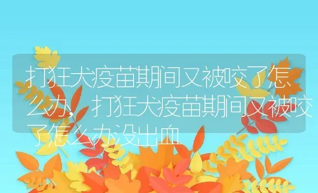 打狂犬疫苗期间又被咬了怎么办,打狂犬疫苗期间又被咬了怎么办没出血 | 宠物百科知识