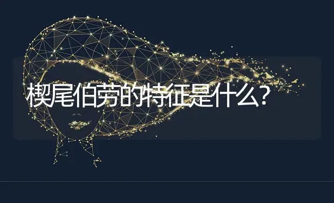 楔尾伯劳的特征是什么？ | 动物养殖问答