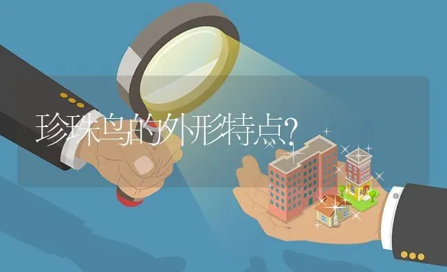 珍珠鸟的外形特点？ | 鱼类宠物饲养