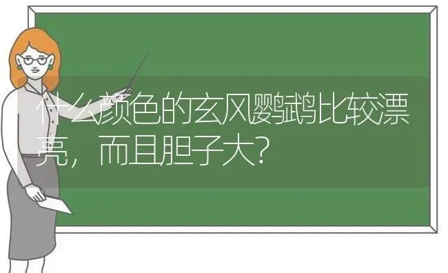 什么颜色的玄风鹦鹉比较漂亮，而且胆子大？ | 动物养殖问答