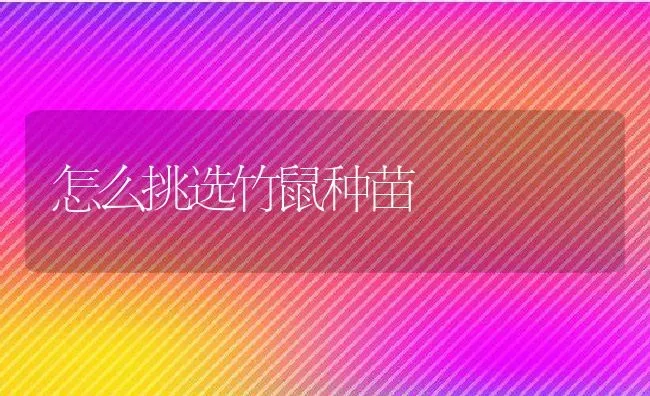 怎么挑选竹鼠种苗 | 动物养殖百科