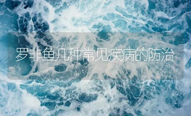 罗非鱼几种常见疾病的防治 | 海水养殖技术