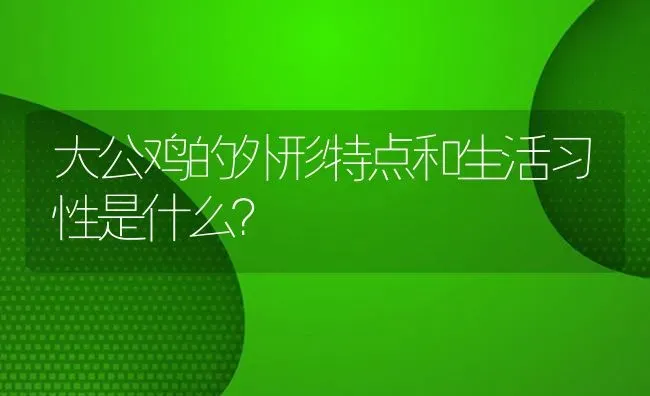 大公鸡的外形特点和生活习性是什么？ | 鱼类宠物饲养