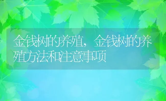 金钱树的养殖,金钱树的养殖方法和注意事项 | 宠物百科知识