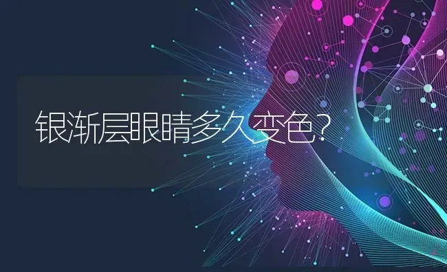 银渐层眼睛多久变色？ | 动物养殖问答