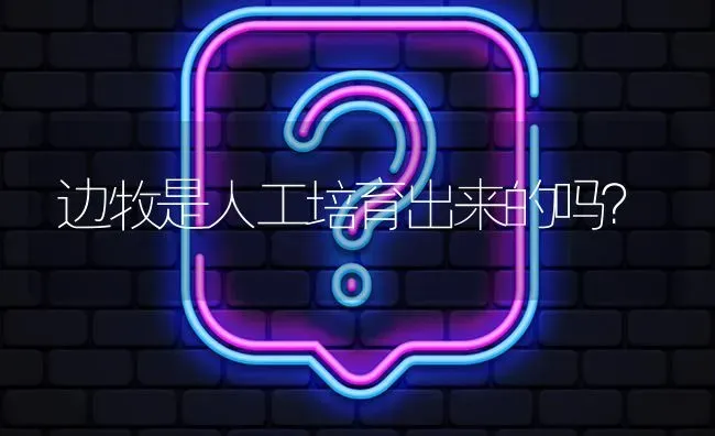 边牧是人工培育出来的吗？ | 动物养殖问答