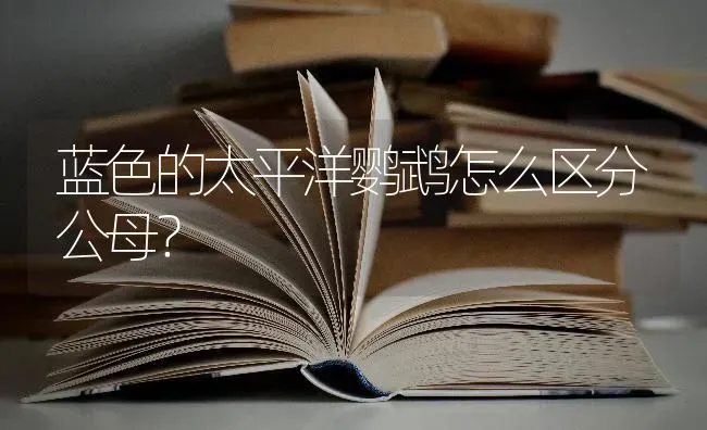 蓝色的太平洋鹦鹉怎么区分公母？ | 动物养殖问答