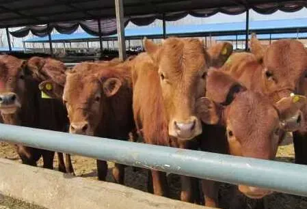 肉牛的纯种选育的条件和实行