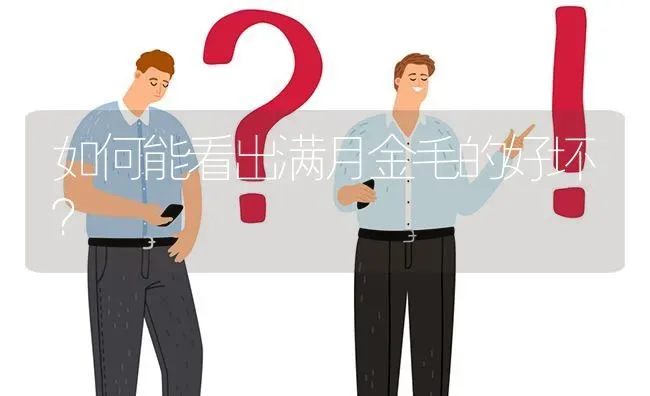 如何能看出满月金毛的好坏？ | 动物养殖问答