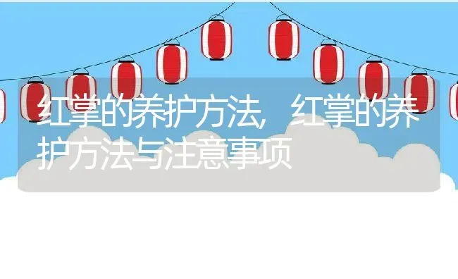 红掌的养护方法,红掌的养护方法与注意事项 | 宠物百科知识