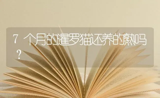 7个月的暹罗猫还养的熟吗？ | 动物养殖问答