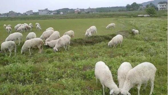 湖羊养殖前景：2019养湖羊赚钱吗？