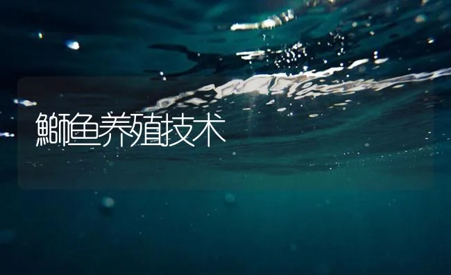 鰤鱼养殖技术 | 海水养殖技术