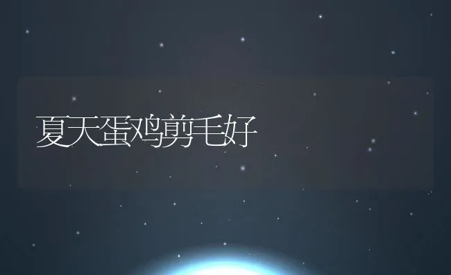 夏天蛋鸡剪毛好 | 动物养殖学堂