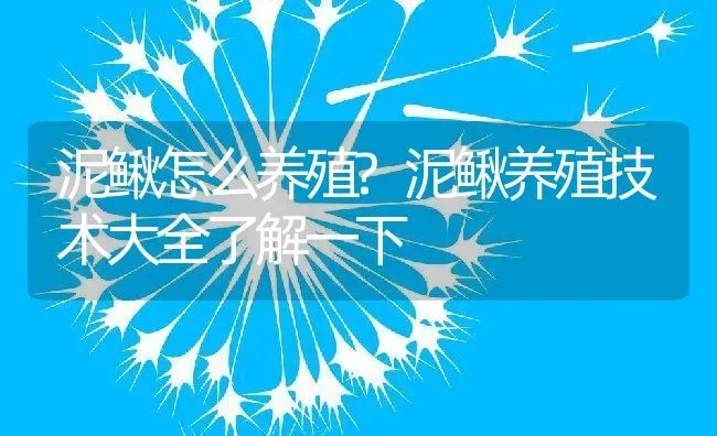 泥鳅怎么养殖?泥鳅养殖技术大全了解一下 | 动物养殖百科