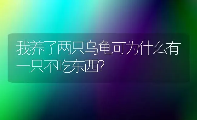 我养了两只乌龟可为什么有一只不吃东西？ | 动物养殖问答