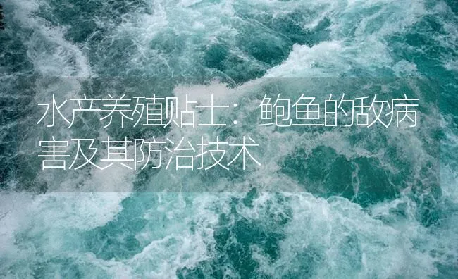 水产养殖贴士：鲍鱼的敌病害及其防治技术 | 海水养殖技术