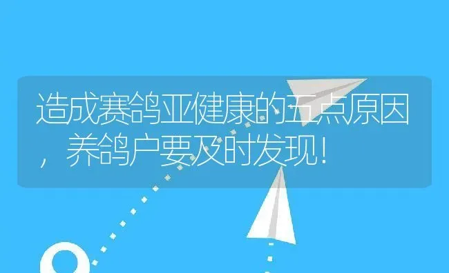 造成赛鸽亚健康的五点原因，养鸽户要及时发现！ | 动物养殖百科