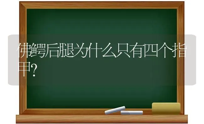 英国猎犬有几种？ | 动物养殖问答