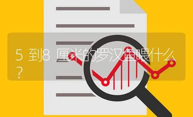 5到8厘米的罗汉鱼喂什么？ | 鱼类宠物饲养