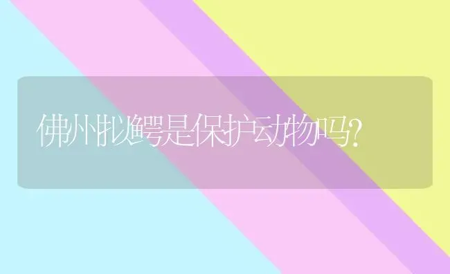 佛州拟鳄是保护动物吗? | 动物养殖问答