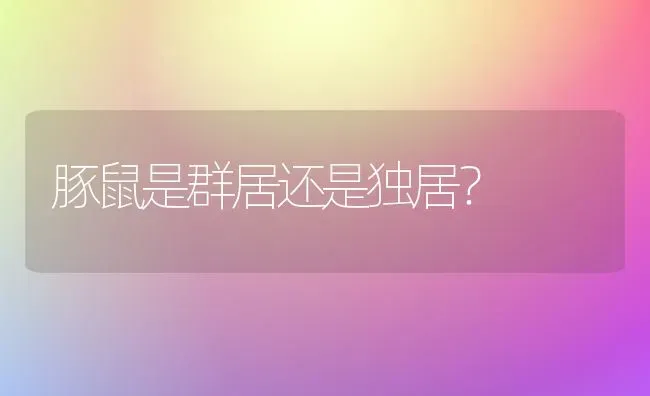 豚鼠是群居还是独居？ | 动物养殖问答