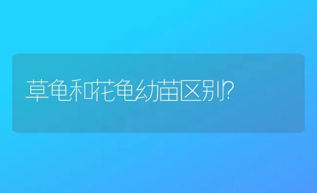 草龟和花龟幼苗区别？ | 动物养殖问答