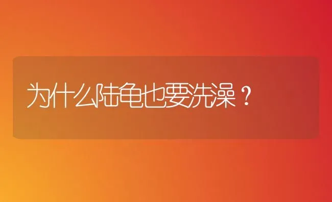 为什么陆龟也要洗澡？ | 动物养殖问答