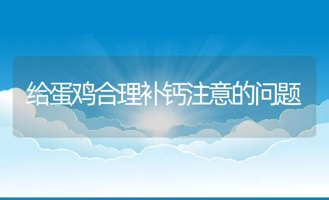 给蛋鸡合理补钙注意的问题 | 动物养殖饲料