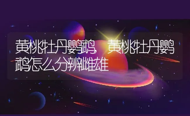 黄桃牡丹鹦鹉,黄桃牡丹鹦鹉怎么分辨雌雄 | 宠物百科知识