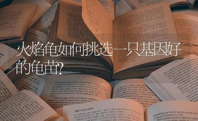 火焰龟如何挑选一只基因好的龟苗？ | 动物养殖问答