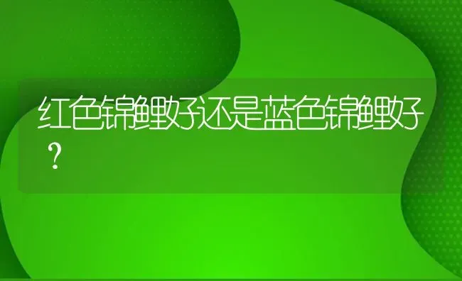 红色锦鲤好还是蓝色锦鲤好？ | 鱼类宠物饲养