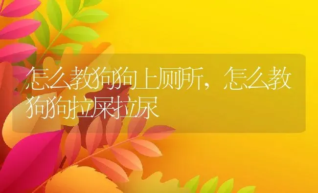 怎么教狗狗上厕所,怎么教狗狗拉屎拉尿 | 宠物百科知识