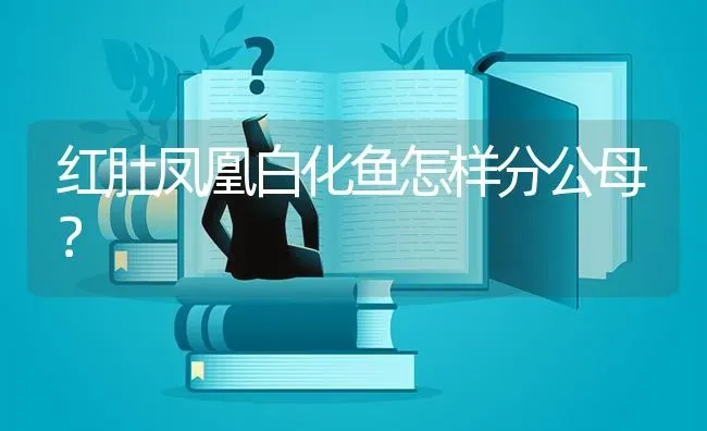 红肚凤凰白化鱼怎样分公母？ | 鱼类宠物饲养