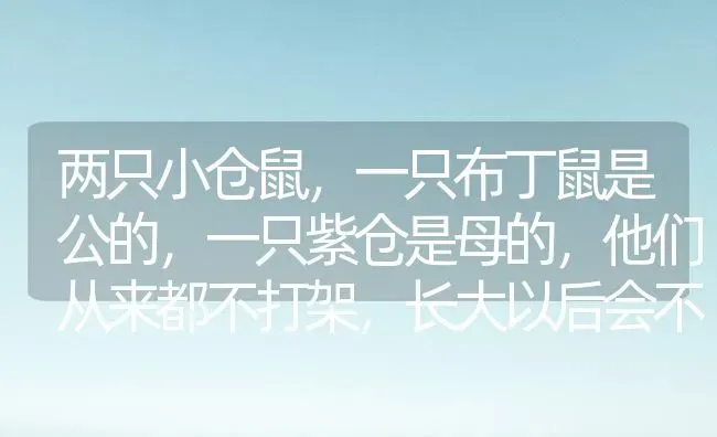 两只小仓鼠，一只布丁鼠是公的，一只紫仓是母的，他们从来都不打架，长大以后会不会打架？ | 动物养殖问答