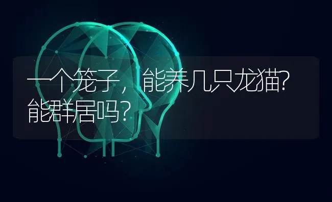 一个笼子，能养几只龙猫?能群居吗？ | 动物养殖问答