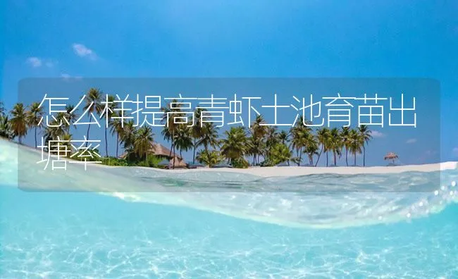 怎么样提高青虾土池育苗出塘率 | 海水养殖技术