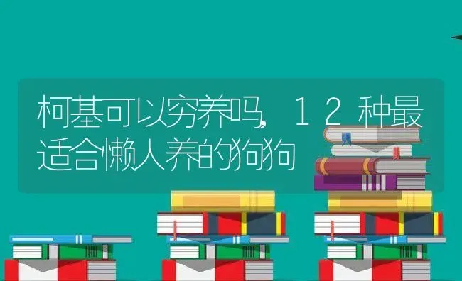 柯基可以穷养吗,12种最适合懒人养的狗狗 | 宠物百科知识