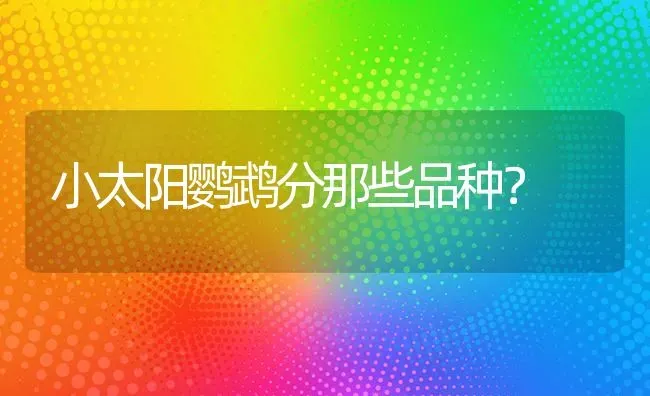 小太阳鹦鹉分那些品种？ | 动物养殖问答