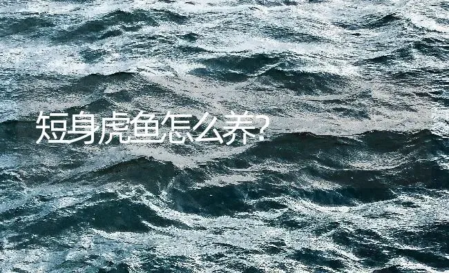 短身虎鱼怎么养？ | 鱼类宠物饲养