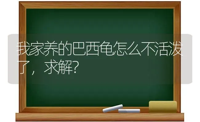 我家养的巴西龟怎么不活泼了，求解？ | 动物养殖问答