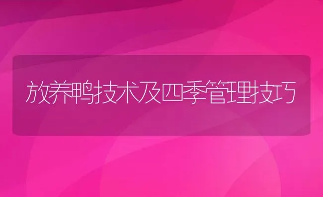 放养鸭技术及四季管理技巧 | 动物养殖百科