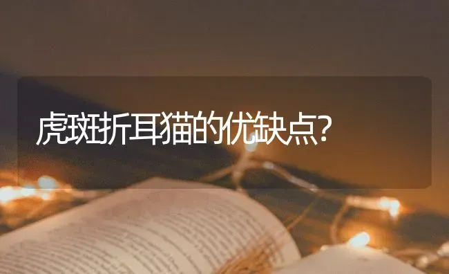 虎斑折耳猫的优缺点？ | 动物养殖问答