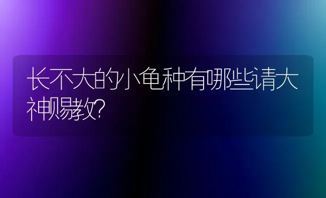 长不大的小龟种有哪些请大神赐教？ | 动物养殖问答